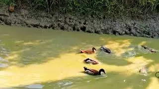Profitable Duck Farming: How to Start a High-Yield Duck Business in the USA