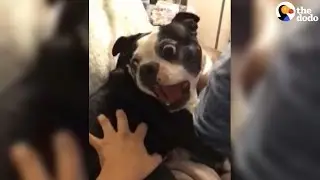 Dog Screams When His Mom Touches Him