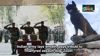 Indian army lays wreath, pays tribute to martyred assault dog &lsquo;Zoom&rsquo;