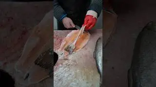 Simple Trout Fillet At The Fish Market &ndash; Knife Skills Exposed