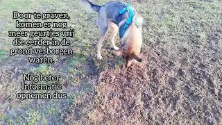 Dog, scent, marking