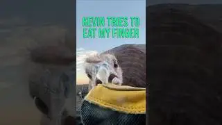 Кевин пытается съесть мой палец #CapellaRanch #KevinTheTurkey #FunnyAnimals