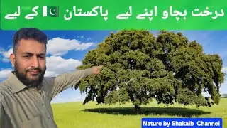 How to Save Trees 🌳 | How Construct a Concrete Room without Cutting Tree to Prorect Eco System.