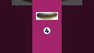 Guess The Food Name (Part -32) #flyinformation #ytshorts #quiz #flowers names #shorts #shortvideo