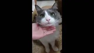 vibrato cat