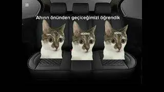 Miyawcan ve kardeşleri tatile gidiyor #kedimeme #kedicik #keditiktok #kedivideo #kedikomik#cat#kedii
