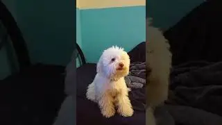 Autotune Dog v2 Extended Remix