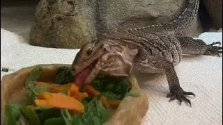 6 Month Old Rock Iguana Eats Cooked Sweet Potato ! His Favorite ! EPS 10