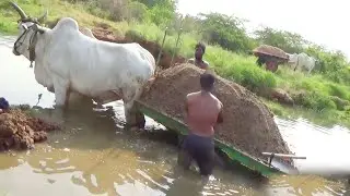 Angry Ongole Big Bulls 🔥🔥 Fully Loaded River Sand | River Sand Carrying Bullock Cart | Bc Trucks