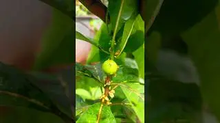 First Abiu #rarefruit