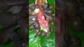 snail farming,how to feed baby snails