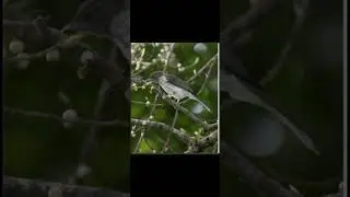 Burung Siri siri gacor tembakan sadis 