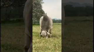 Kurban Sapi Warna Putih #shorts #funny #comedy #sapi #ytshorts #youtubeshorts