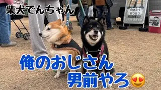 柴犬でんちゃん　「LOG-IN LOVE PET FESTA」で出会ったワンコ達🐶