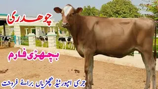 Ch Bachri Farm | Imported Jersey Heifers | Hf Heifers For sale | Friesian Heifers | pk janwar Mandi