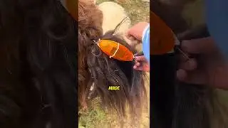 Why This Sheep Has a Flashing Light on Its Tail