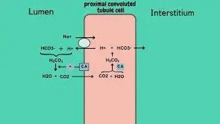 Carbonic Anhydrase Inhibitors Diuretics  | Mechanism of Action #pharmacology #mechanismofaction