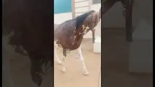 Veterinary Science Degree 