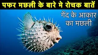 पफर मछली के बारे में 17 रोचक तथ्य || Interesting facts about puffer fish in Hindi