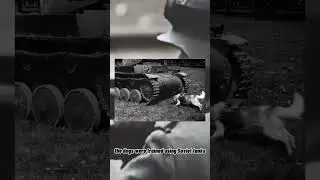 THE KAMIKAZE DOGS OF WW2  #ww2 #facts #shocking #history #military #animals