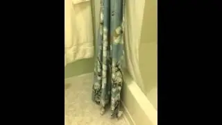 Funny cat plays hide & go seek behind shower curtain.