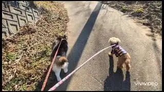 年の差12歳のお散歩　どちらも凄い！リリーちゃんとトムくん
