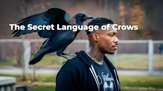The Secret Language of Crows