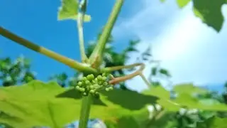 Our grapes 20 days after pruning | Grapes Flowering stage | Clusters |