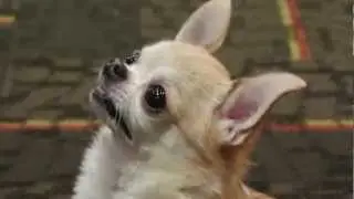 Cutest Tiny Funny Chihuahua Puppy Hildy Sances for Talent Hounds Auditions