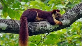 शेकरू &ndash; महाराष्ट्राची राज्य खार | शेकरूची माहिती | Indian Giant Squirrel Information in Marathi