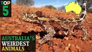 Top 5 | Australia's Weirdest Animals