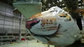 Rossiya Airlines Amur tiger livery