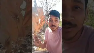 सागौन का पत्ता और जाली#Daily Vlog#Short#.@Kanta Pandey Aaradhya#.
