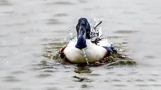 Spring Birds in Saskatchewan