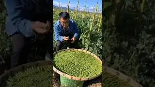 Fresh Peas From Farm #satisfying #short