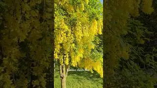 Beautiful Golden chain tree-Laburnum anagyroides #shorts #flowers