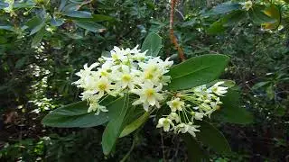 El Canelo y sus Usos Medicinales | Infusi&oacute;n, Ba&ntilde;os y Aceite Esencial (Drimys winteri)
