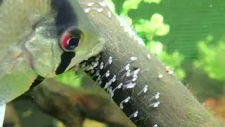 Angelfish breeding Malayalam | angelfish care |