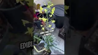 Edible kale plant flowers #garden #kale #gardening