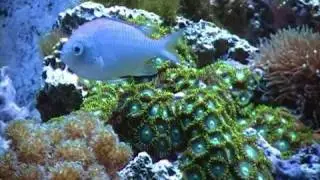 Oceanic 30 gallon Reef Tank