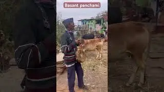 Basant panchami 🌷🥰🌿mere pahad ka culture #nagdevvideos #minivlog # #kumaonibride #kiwifruit
