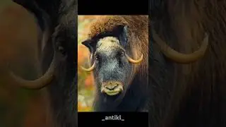 Musk Ox clash for Hierarchy!😳#wildlife #animals #shorts #nature #fyp #edit