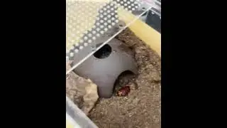 Behavior Analysis When Tarantula Refuses to Eat.