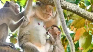 So cute Baby Monkey Emilo asking for milk when Mama relax