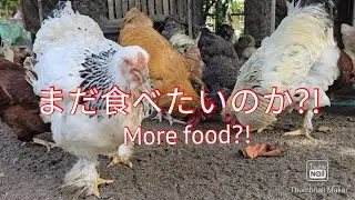 まだ食べたいのか?!#鶏 #chicken 