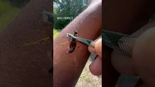 Mud Dauber Wasp STING!! #insects#bug#spider#tarantula#wasp#entomology#invertebrates#arthropods#fyp
