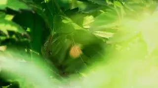 Relaxing Cricket Sounds 🌙🦗 | Peaceful Night Ambience for Sleep & Relaxation