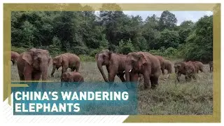 Walking with Elephants: Travel log of wandering elephants in SW China's Yunnan 与大象同行&mdash;&mdash;云南亚洲象群北移南归纪实