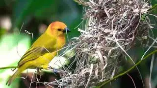 Little bird making it's home Whatsapp status nest