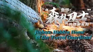 Jinhua: Hidden Home of the 'Forest Guardians'